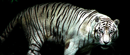tiger! )via <A href="http://www.flickr.com/photos/35188692@N00/2172469460/">eyes of einstein photostream</a>.)